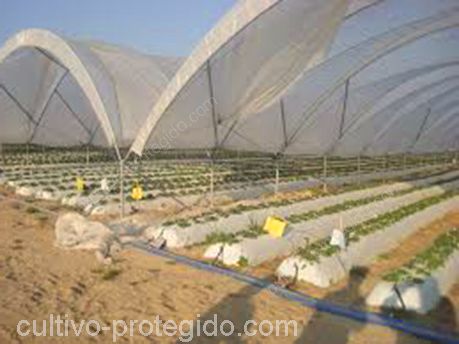 Macrotunel agricola instalada en campo para proteccion de frutos