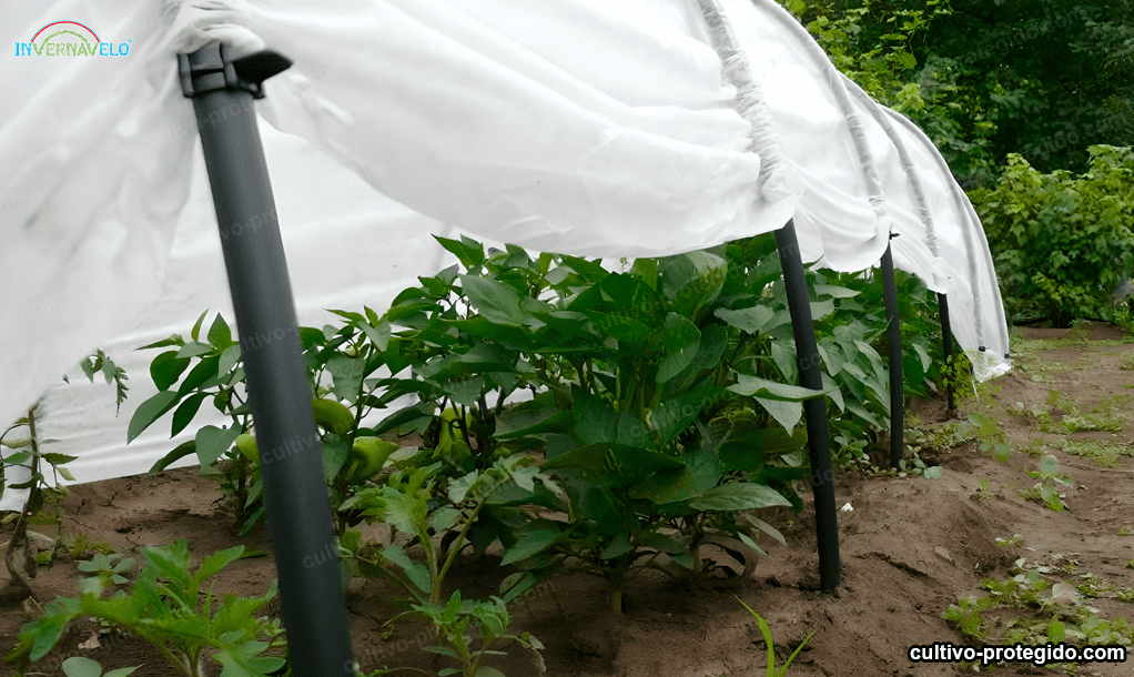 Inverflohorsa - La manta térmica presenta enormes ventajas para los  cultivos ✓Estabilizado a los rayos UV ✓Permeable ✓Fácil manipulación  ✓Protege las plantas del frío ✓Evita el contacto de las plantas con pájaros